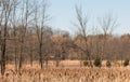 Marsh and Woodland Landscape on Sunny Winter Day Royalty Free Stock Photo