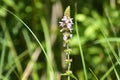 Marsh woundwort in bloom closeup view with green blurry background Royalty Free Stock Photo