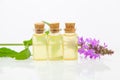 Marsh woundwort essential oil in  beautiful bottle on White background Royalty Free Stock Photo