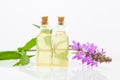 Marsh woundwort essential oil in  beautiful bottle on White background Royalty Free Stock Photo