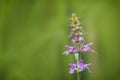 Marsh Woundwort flower Stachys palustris in the summer Royalty Free Stock Photo