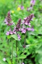 Marsh woundwort lat.Stachys palustris Royalty Free Stock Photo