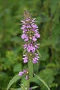 Marsh Woundwort Royalty Free Stock Photo