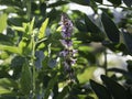 Marsh woundwort booming Royalty Free Stock Photo