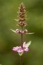 Marsh woundwort (Stachys palustris) flower spike Royalty Free Stock Photo