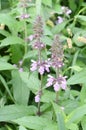 Marsh woundwort Stachys palustris pink flowers Royalty Free Stock Photo