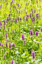 Marsh woundwort Stachys palustris pink flowers Royalty Free Stock Photo