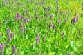 Marsh woundwort Stachys palustris pink flowers Royalty Free Stock Photo