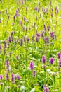 Marsh woundwort Stachys palustris pink flowers Royalty Free Stock Photo