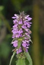 Marsh Woundwort Royalty Free Stock Photo