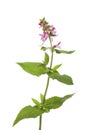 Marsh woundwort wildflower