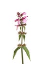 Marsh woundwort wildflower Royalty Free Stock Photo