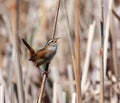 Marsh Wren