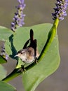 Marsh Wren Royalty Free Stock Photo