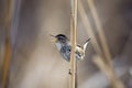 Marsh Wren