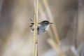 Marsh Wren