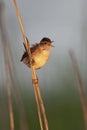 Marsh Wren (Cistothorus palustris)