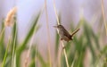 A marsh wren \