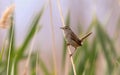 A marsh wren \