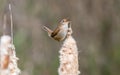 A marsh wren `Cistothorus palustris ` Royalty Free Stock Photo