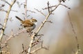 A marsh wren `Cistothorus palustris ` Royalty Free Stock Photo