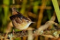 Marsh Wren Cistothorus palustris Royalty Free Stock Photo