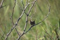 The marsh wren Cistothorus palustris sitting on a tree. Royalty Free Stock Photo