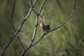 The marsh wren Cistothorus palustris sitting on a tree. Royalty Free Stock Photo