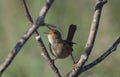 The marsh wren Cistothorus palustris sitting on a tree. Royalty Free Stock Photo