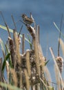 Marsh Wren Cistothorus palustris, Turnbull Wildlife Refuge, W Royalty Free Stock Photo