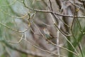 Marsh Wren clings in marsh Royalty Free Stock Photo