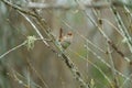 Marsh Wren clings in marsh Royalty Free Stock Photo