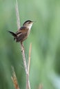 Marsh Wren