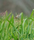 Marsh Wren resting in marsh Royalty Free Stock Photo