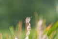 Marsh Wren resting in marsh Royalty Free Stock Photo