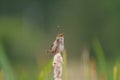 Marsh Wren singing in marsh Royalty Free Stock Photo