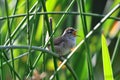 Marsh Wren Royalty Free Stock Photo