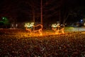 Reindeer Christmas light at night. Merry Mile.