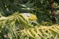 Marshall's iora or Aegithina nigrolutea observed in Greater Rann of Kutch, India