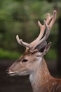 Marshbuck Royalty Free Stock Photo
