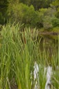 Marshes and Bayous of Louisiana Royalty Free Stock Photo