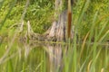 Marshes and Bayous of Louisiana Royalty Free Stock Photo