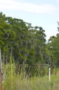 Marshes and Bayous of Louisiana Royalty Free Stock Photo