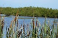 Cattails, background, blue, vegetation, Cape Canaveral Royalty Free Stock Photo