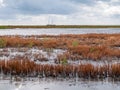 Marshes on manmade artificial island of Marker Wadden, Markermeer, Netherlands