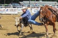 Marshfield, Massachusetts - June 24, 2012: A Rodeo Cowboy Diving From His Horse To Catch A Steer