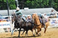 Marshfield, Massachusetts - June 24, 2012: A Rodeo Cowboy Diving From His Horse To Catch A Steer