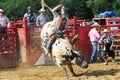 Marshfield, Massachusetts - June 24, 2012: A Rodeo Cowboy Riding A Bucking Bull