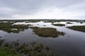 Marshland on Deal Island, Somerset County, Maryland Royalty Free Stock Photo