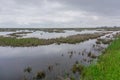 Marshland on Deal Island, Somerset County, Maryland, USA Royalty Free Stock Photo